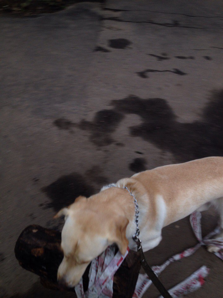 When your dog is dumb and the log is very heavy - Not mine, Dog, Walk, Log, Longpost