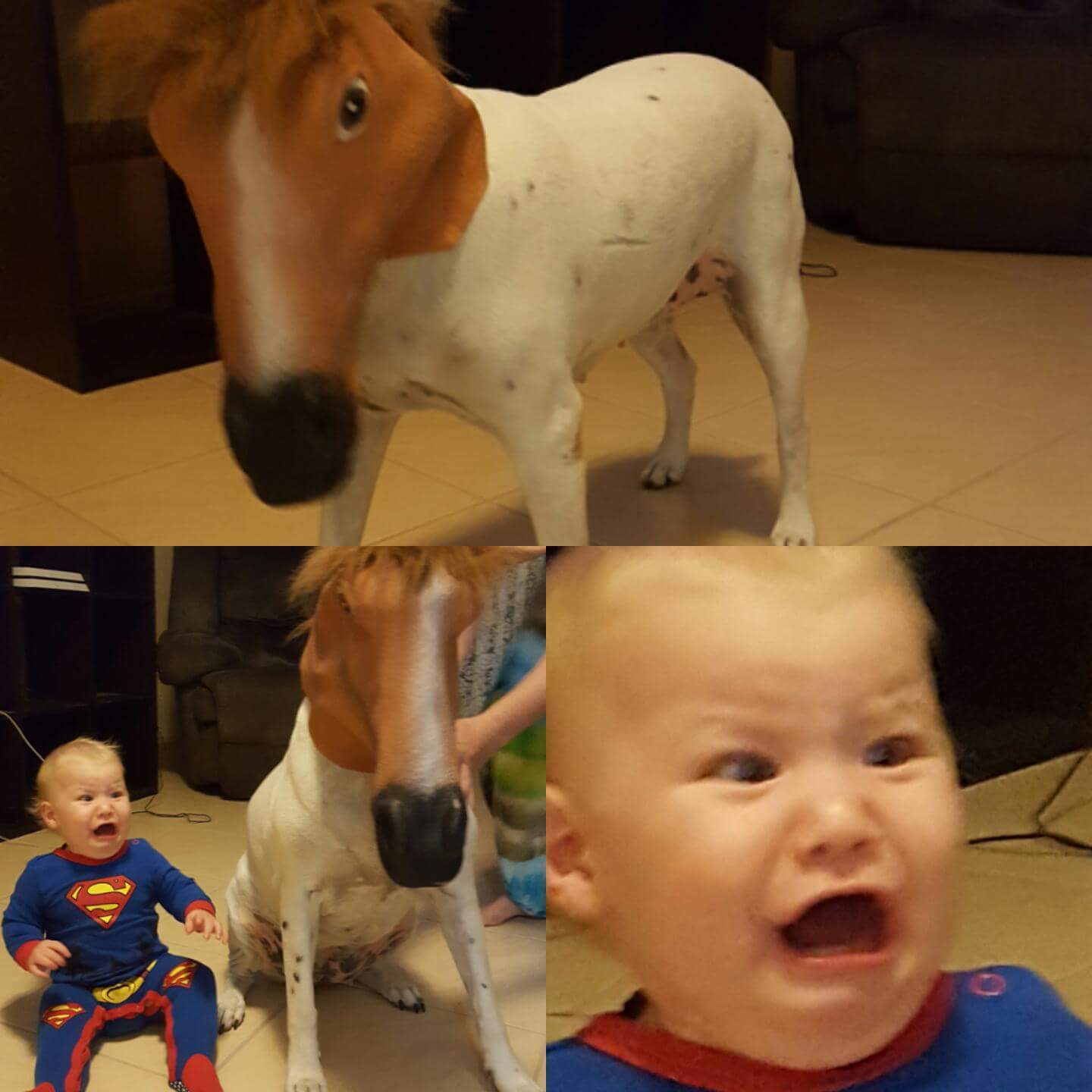 My cousin put a horse mask on his dog... - Children, Dog, Mask, Horses, Superman