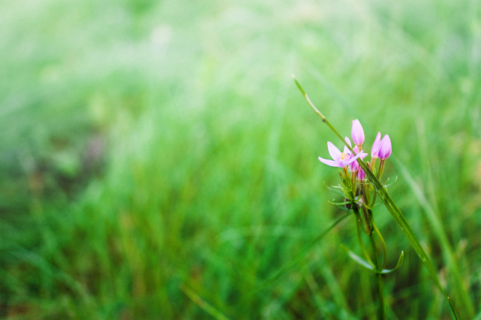 Pieces of summer - My, The photo, Macro, Nature, Insects, Livestock, Summer, Flowers, My, Longpost, Macro photography, Animals