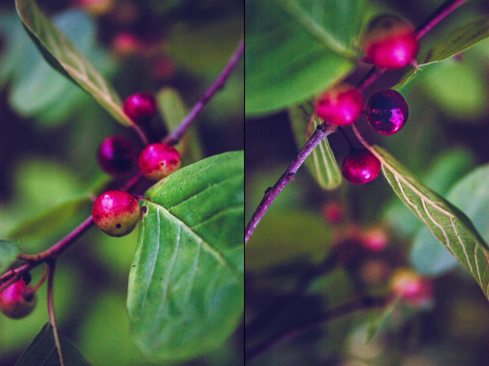 Pieces of summer - My, The photo, Macro, Nature, Insects, Livestock, Summer, Flowers, My, Longpost, Macro photography, Animals