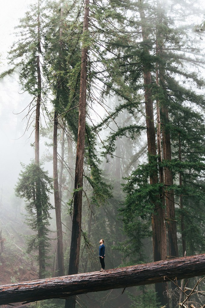 Foggy forest, in memory of the past summer... - Forest, Fog, Photo, Atmospheric, Nature, beauty, Longpost