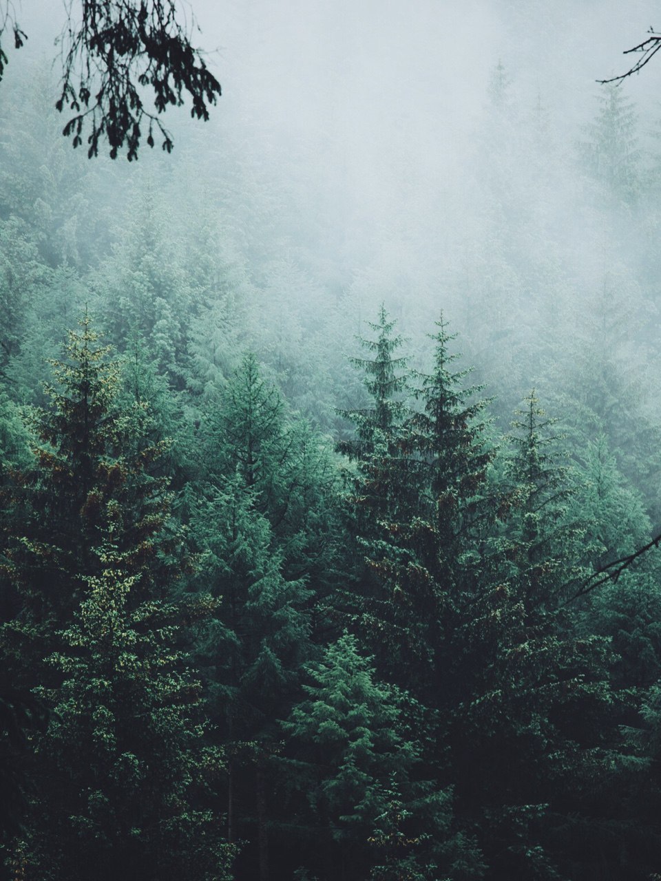 Foggy forest, in memory of the past summer... - Forest, Fog, Photo, Atmospheric, Nature, beauty, Longpost