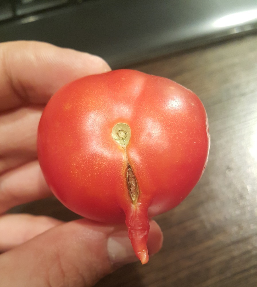 Hermaphrodite (back view) - Hermaphrodite, Garden, Garden, Harvest, Tomatoes