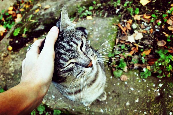 Autumn cats. - My, cat, Redheads, Grey, Striped, Autumn, Tail, Longpost