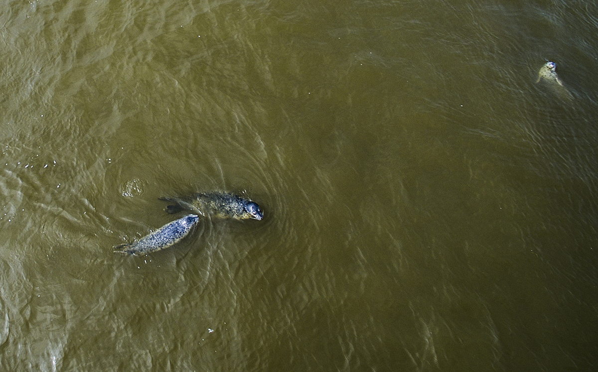 How sea lions undressed us in Kamchatka. - Kamchatka, Sea lions, Sea lion, Seal, Whale, Mikhail Korostelev, Not mine, Longpost