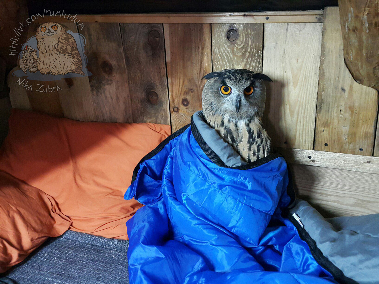 Autumn mood. - My, Spruce, Yoll, Owl, Owl, Cosiness, Bed, Sleeping bag, Village, Longpost