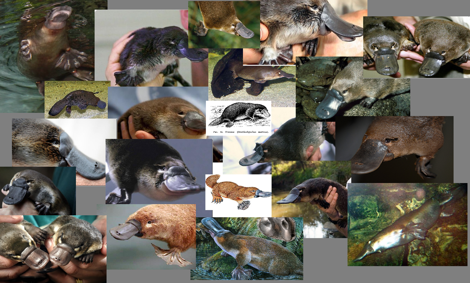 Platypus, platypus, rdkburun, ornithorynque, , ging com vt - Platypus, Text, , , Hatred, Platypuses