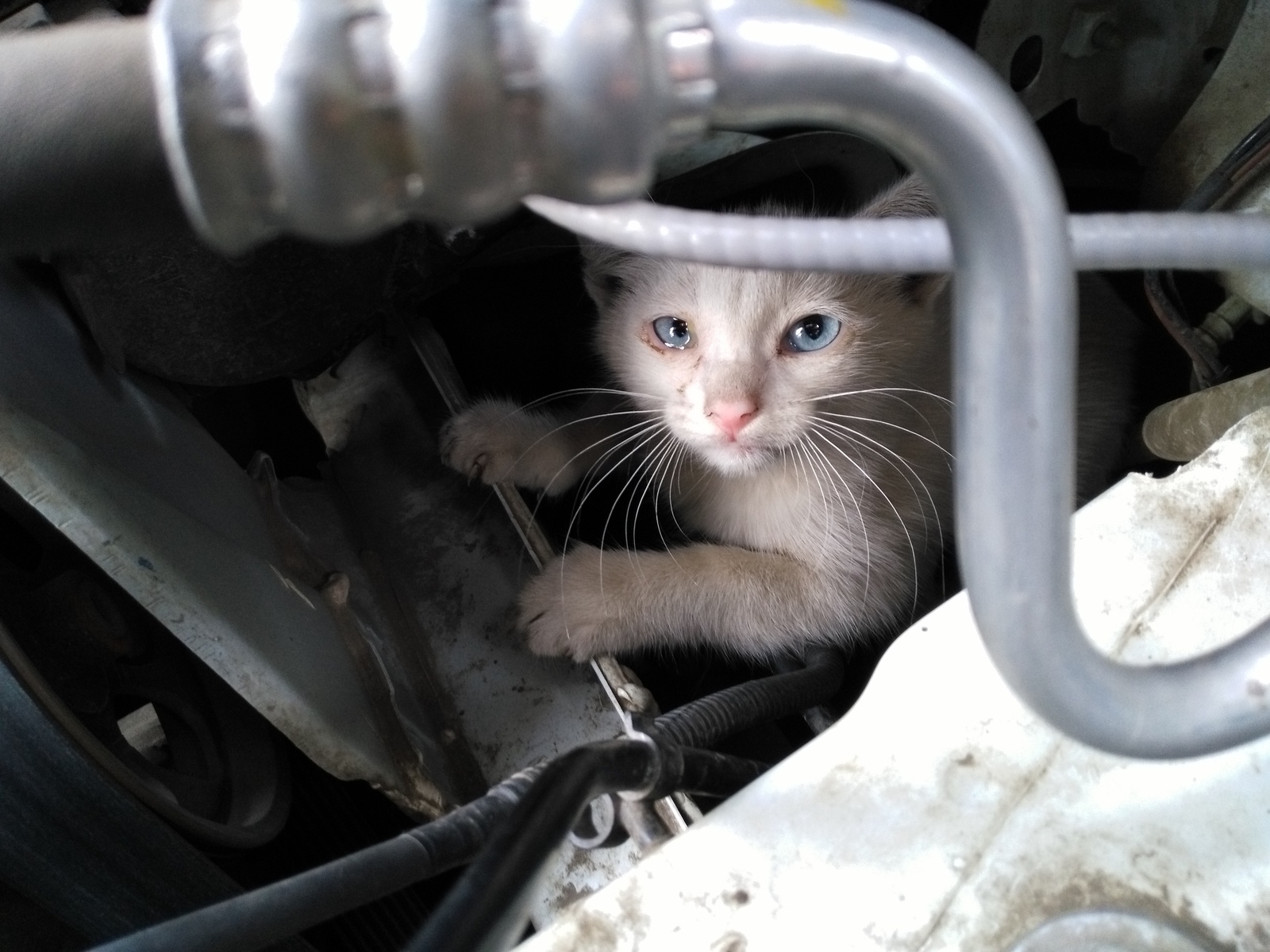 engine compartment cat - My, , cat