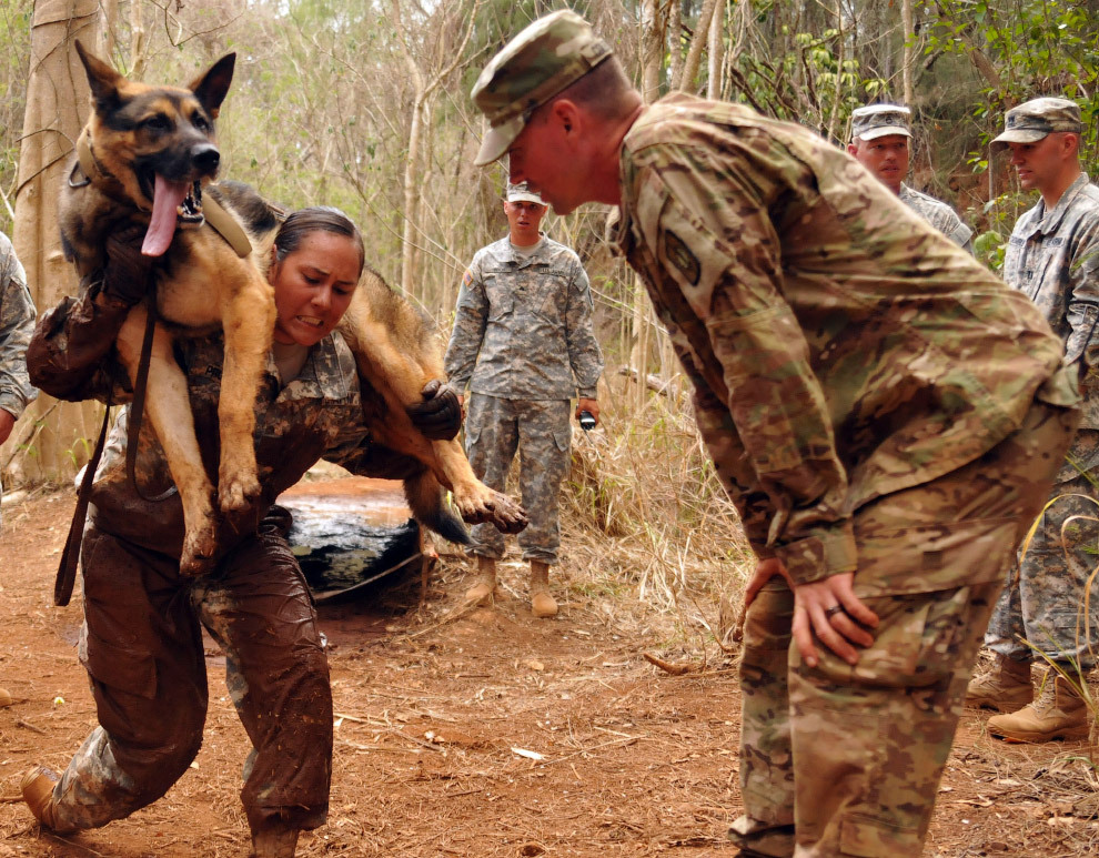 Dogs at work - Dog, Service, Cynology, Army, Rescuers, Longpost