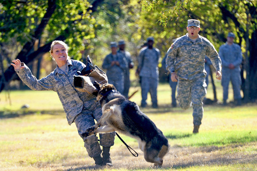 Dogs at work - Dog, Service, Cynology, Army, Rescuers, Longpost