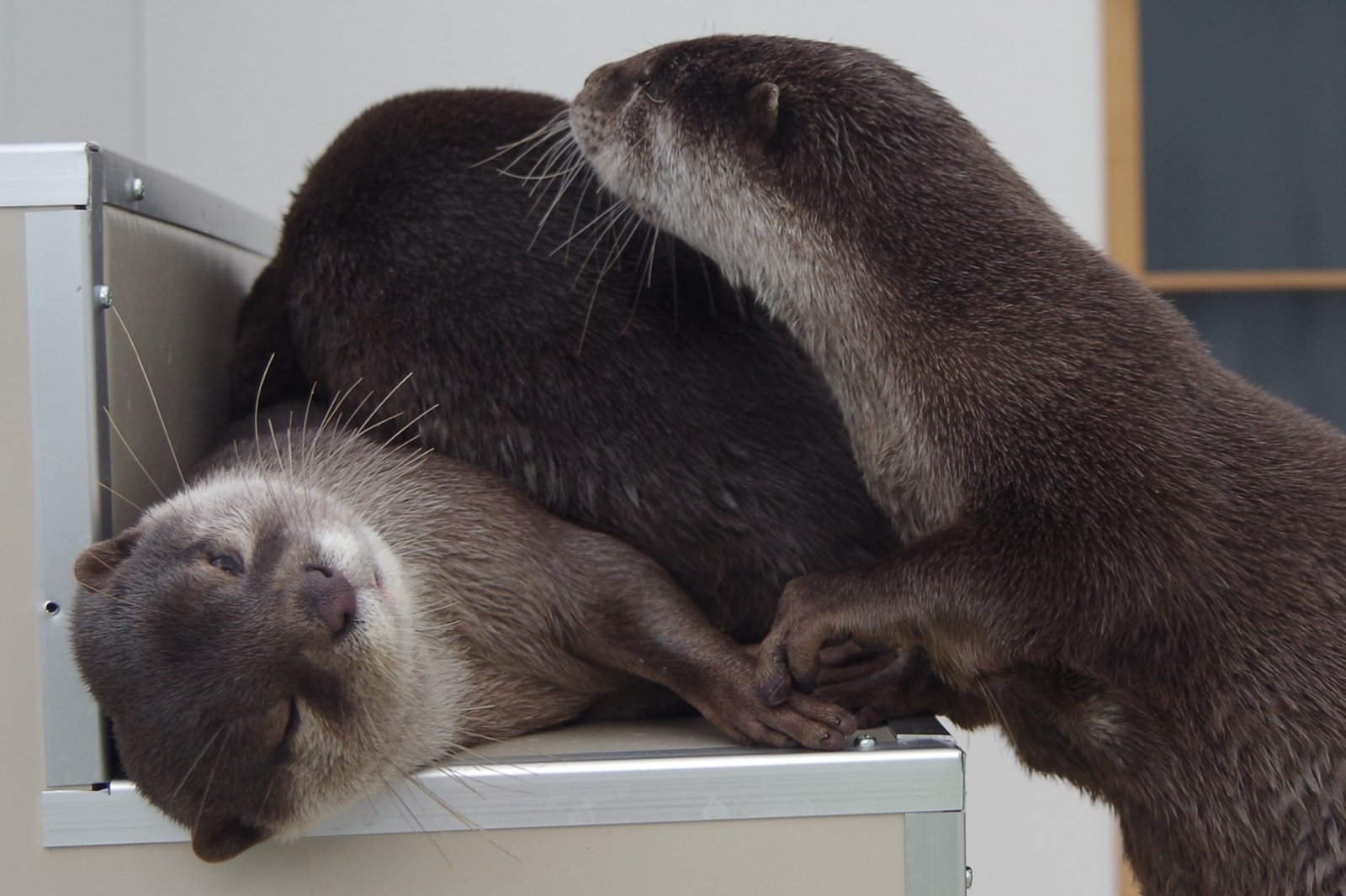 Otter sniffing - Otter, Otters, Milota, Animals, Longpost