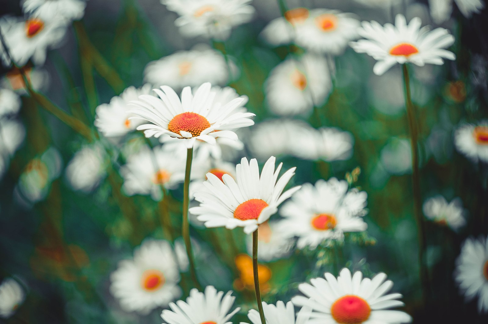 In memory of summer - My, Photo, Flowers, Summer, Strawberry, Longpost, Dacha