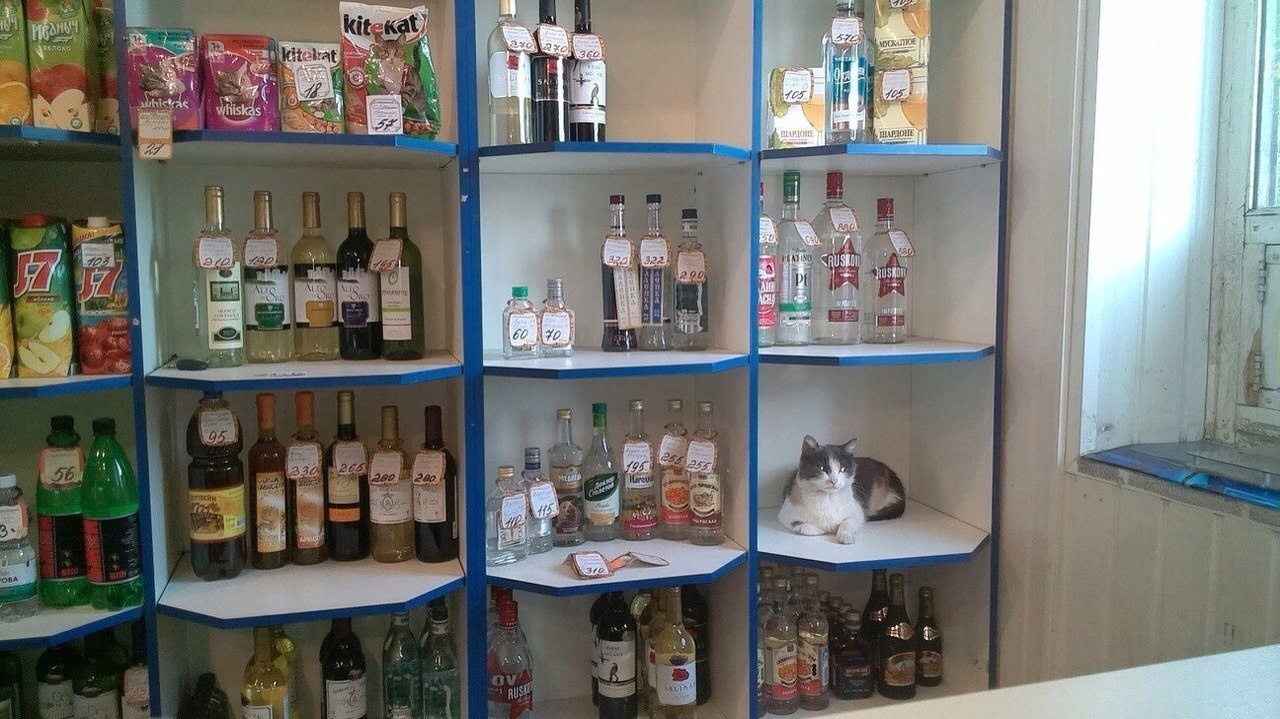 A bottle of capital and a cat - cat, Drinking companion, Score, Vodka