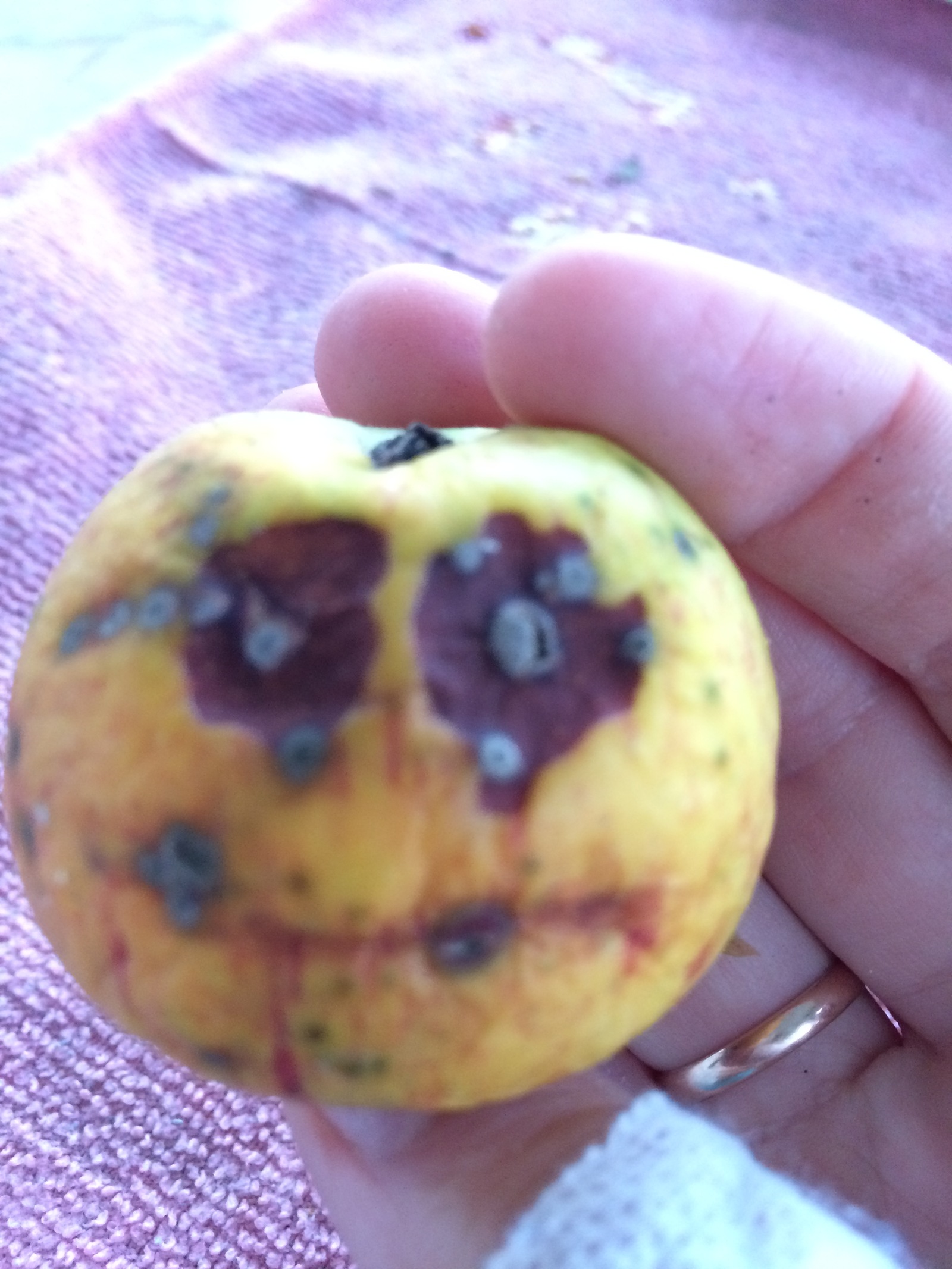 Smile at an apple and the apple will smile at you... Probably - My, Face, Apples, Autumn