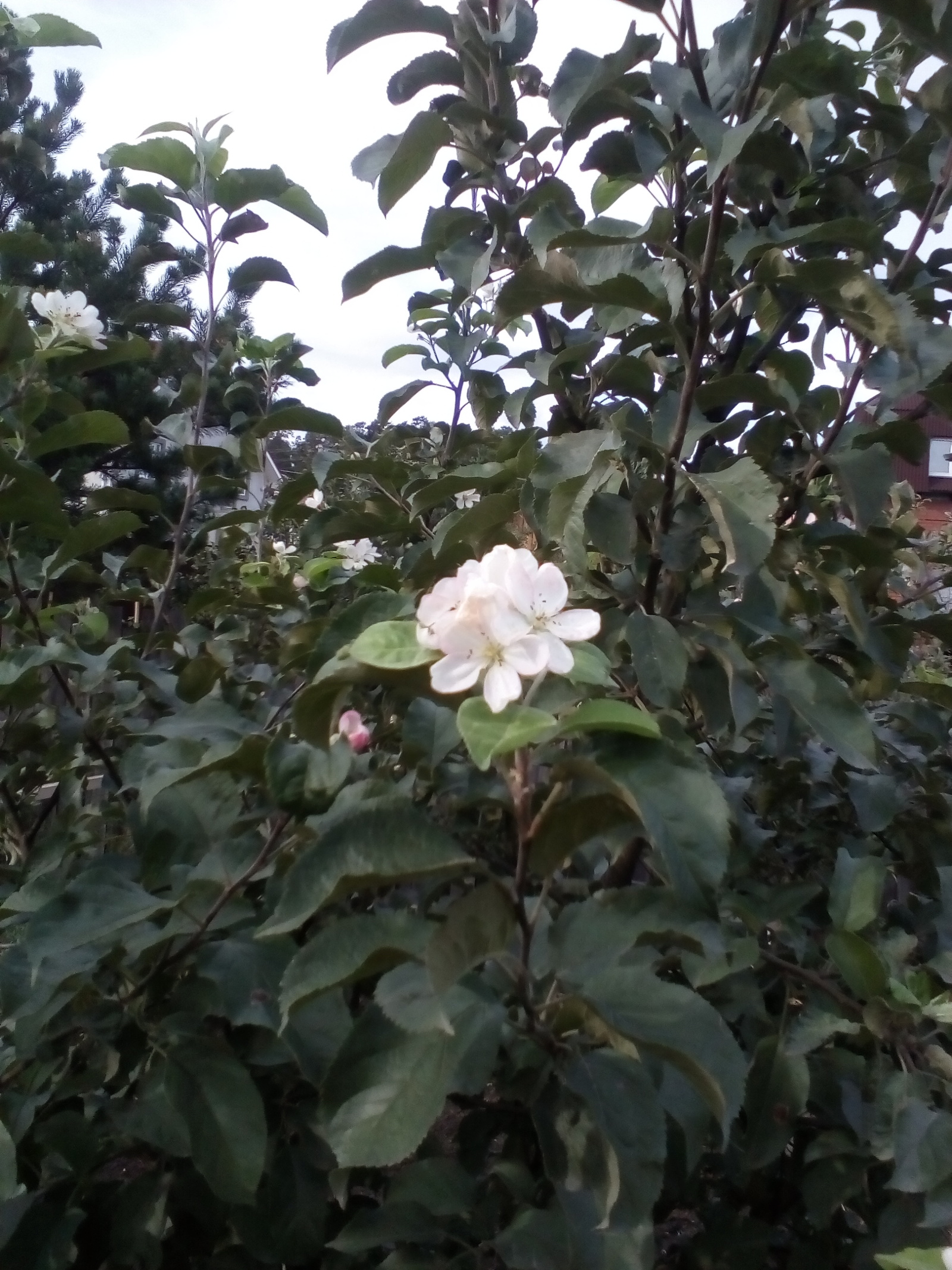 Nothing out of the ordinary, just an apple tree in bloom. - My, Apple tree, Autumn