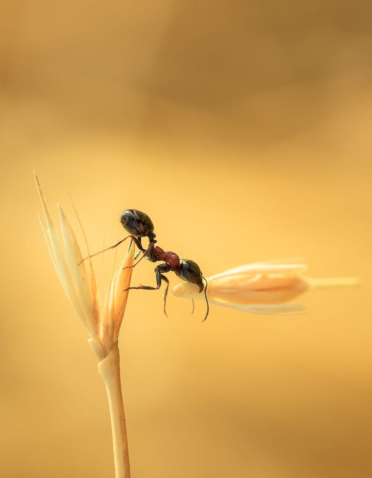 thrifty ant - Nature, Ants, Macro, Macro photography