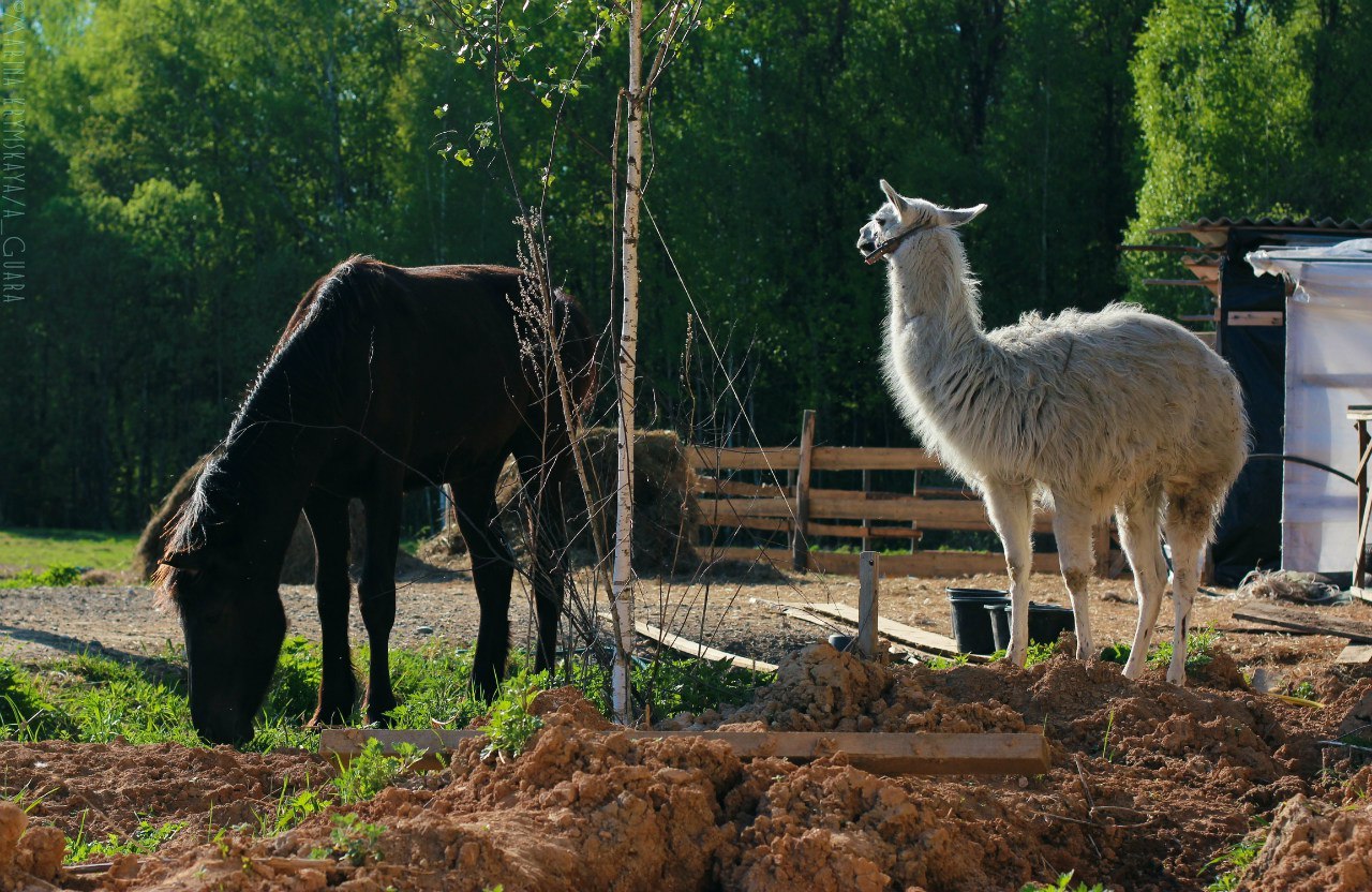 The relationship of horses with other animals - Horses, Horses, Camels, Mule, Hinny, Donkey, Snake, Llama, Longpost