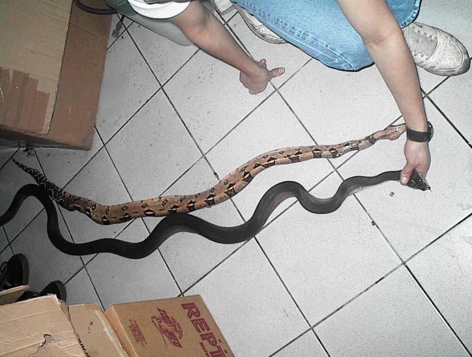 Python ate a boa constrictor - Snake, Python, Boa, Feeding, Terrariumistics, Longpost