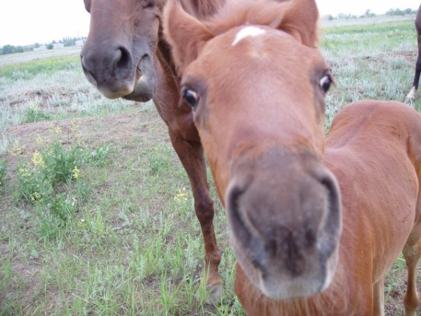 How we grazed the herd in the stable - My, Horses, Horses, Herd, Memories, Herdsman, Longpost