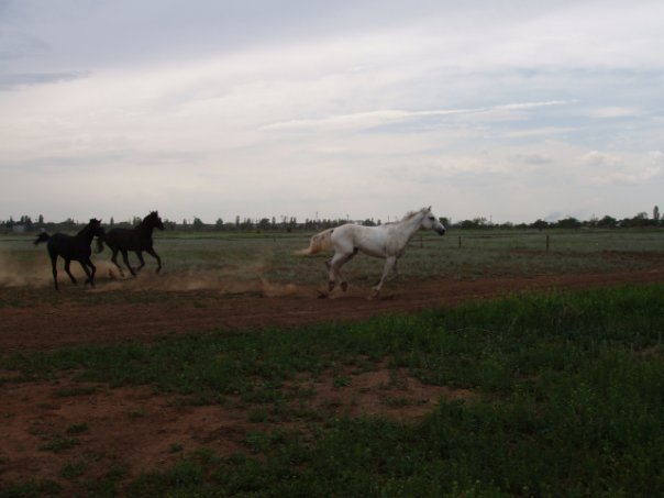 How we grazed the herd in the stable - My, Horses, Horses, Herd, Memories, Herdsman, Longpost