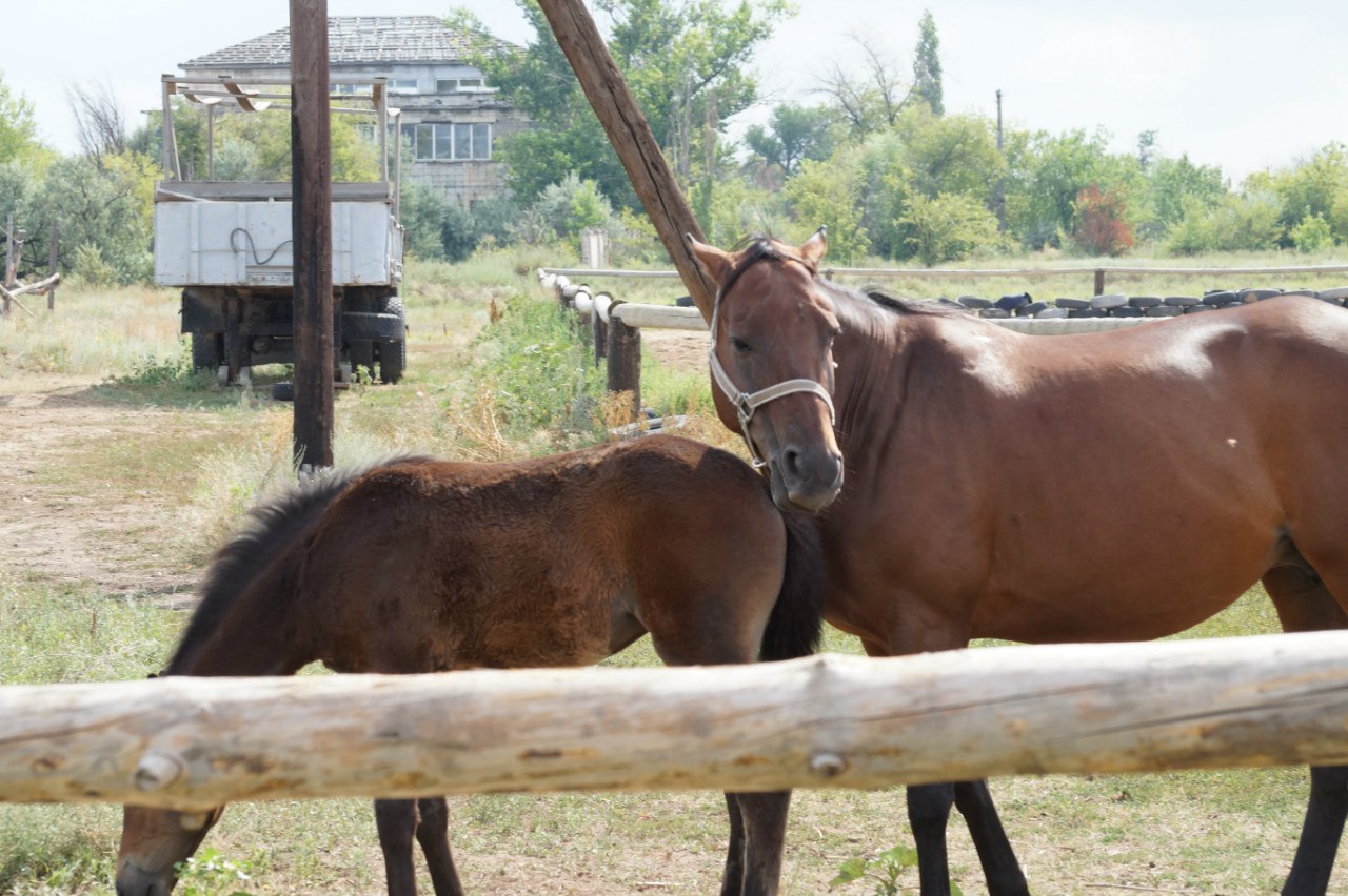 How we grazed the herd in the stable - My, Horses, Horses, Herd, Memories, Herdsman, Longpost