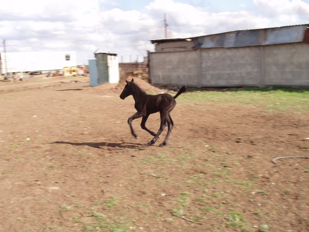 How we grazed the herd in the stable - My, Horses, Horses, Herd, Memories, Herdsman, Longpost