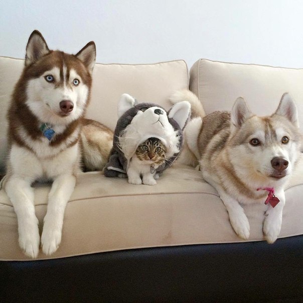 Day 15, they still think I'm a husky. - Husky, cat, Spy, 