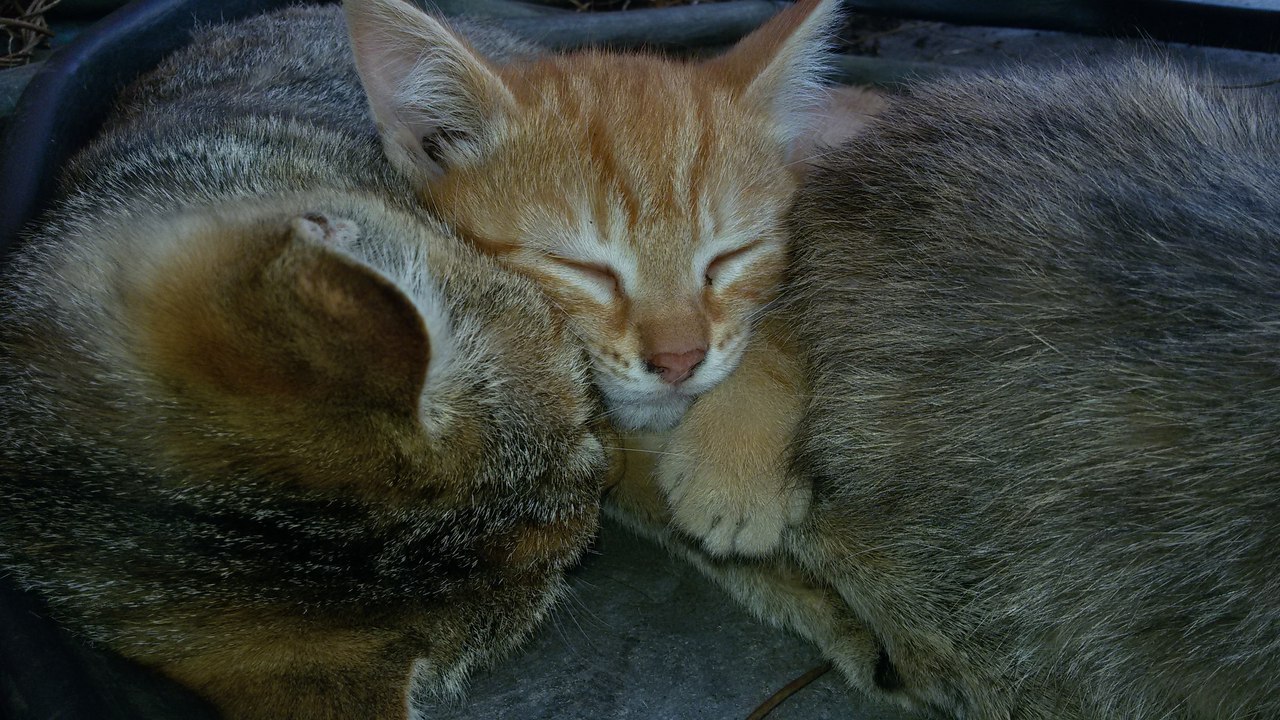 Bagel - My, cat, Mum