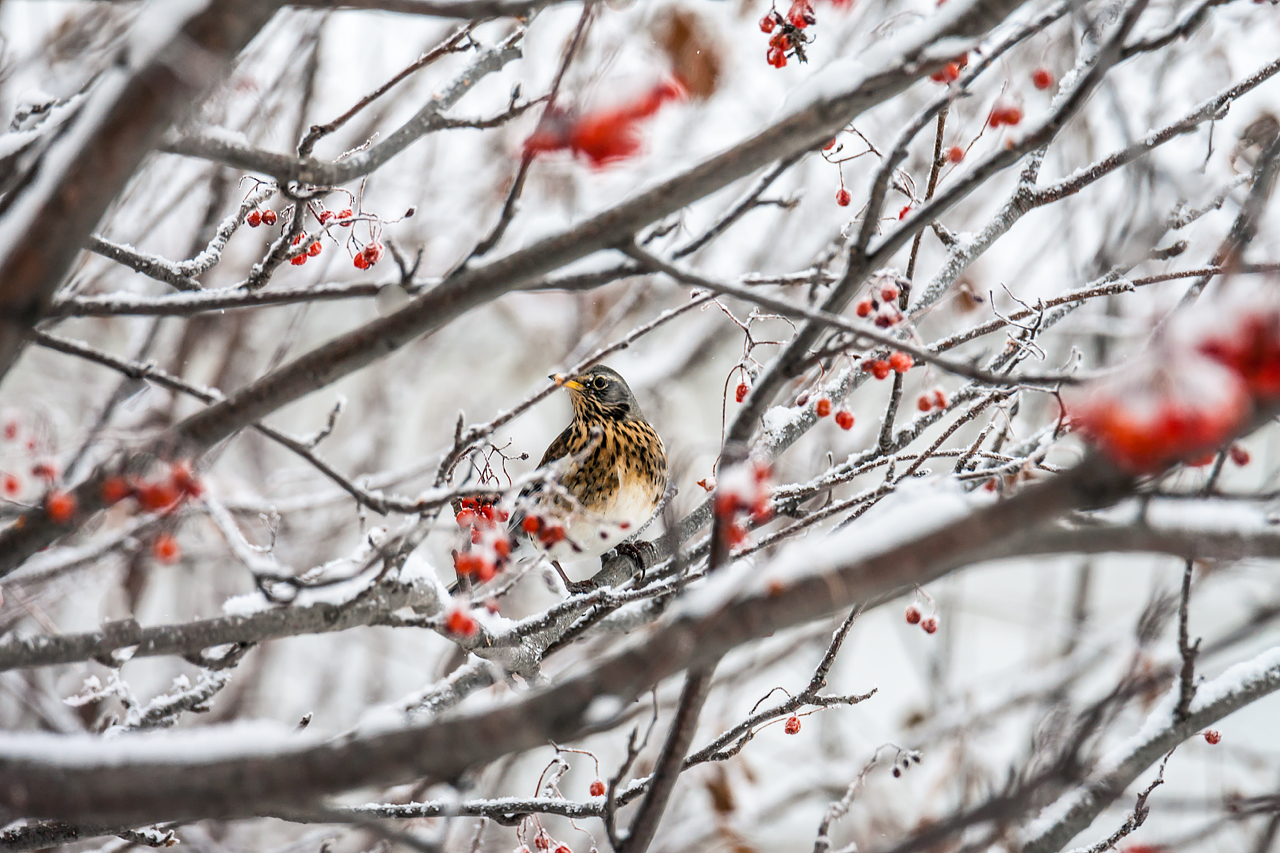 Random winter birds - My, The photo, Birds, Winter, Nature, Longpost