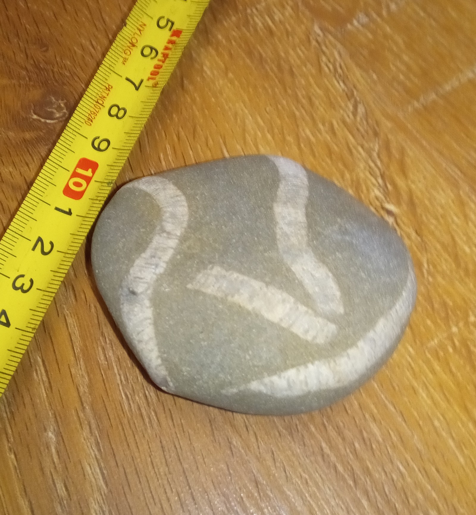 Help identify, please! - My, Paleontology, Fossil, A rock, Minerals, Baltic Sea, What's this?, Longpost