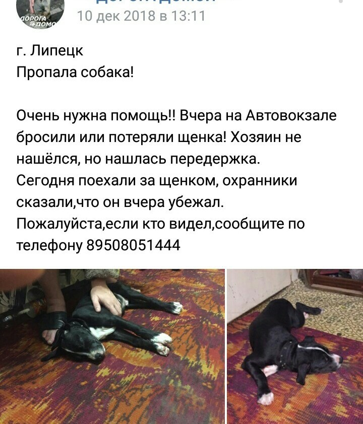 We are looking for a dog owner (Lipetsk, but not a fact) - My, Dog, Lipetsk, Lost, Pitbull, Found a dog, Longpost, No rating