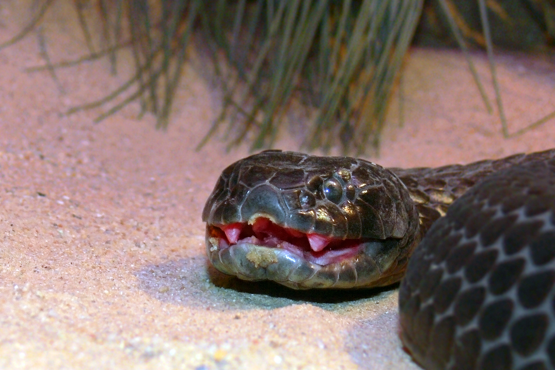 The most venomous snakes on earth. TOP 10 - My, Animals, Snake, , Cobras, Taipan, Krait, Mamba, Longpost