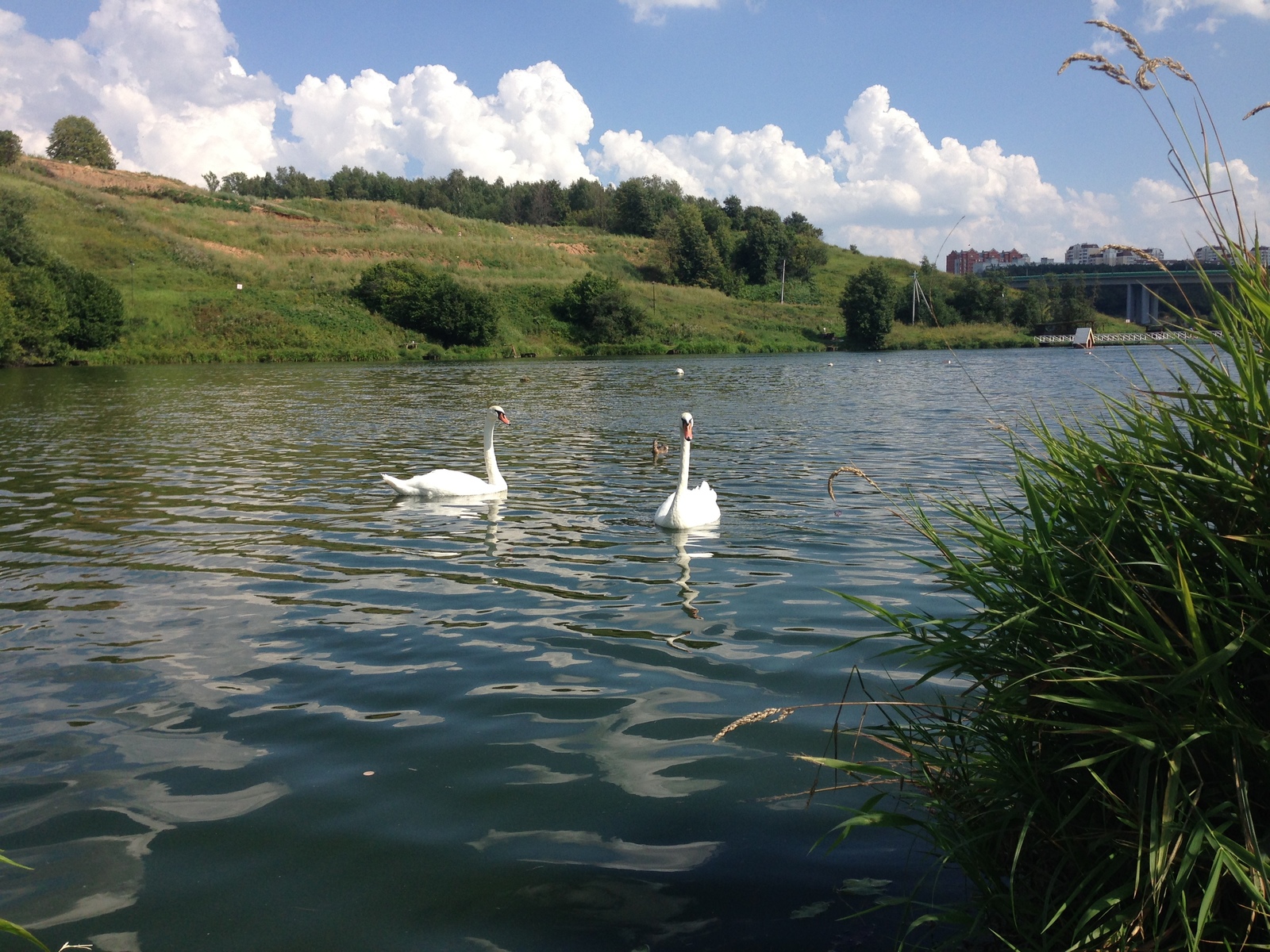 Swan geese - My, Romashkovo, , Longpost