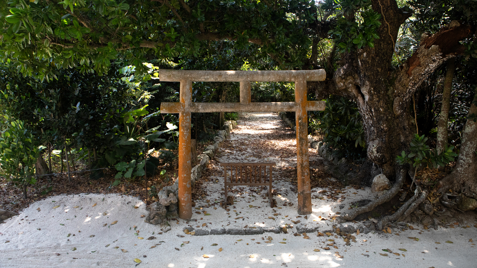 Photo from Okinawa - My, Japan, Okinawa, , Spring, Longpost