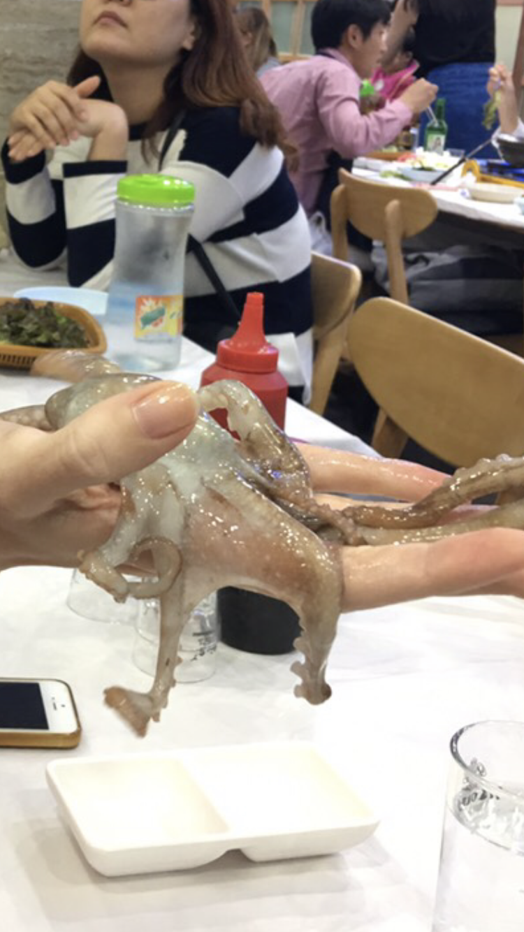 Tasting a live octopus - My, Food, Fancy food, Octopus, Корея, Video, Longpost