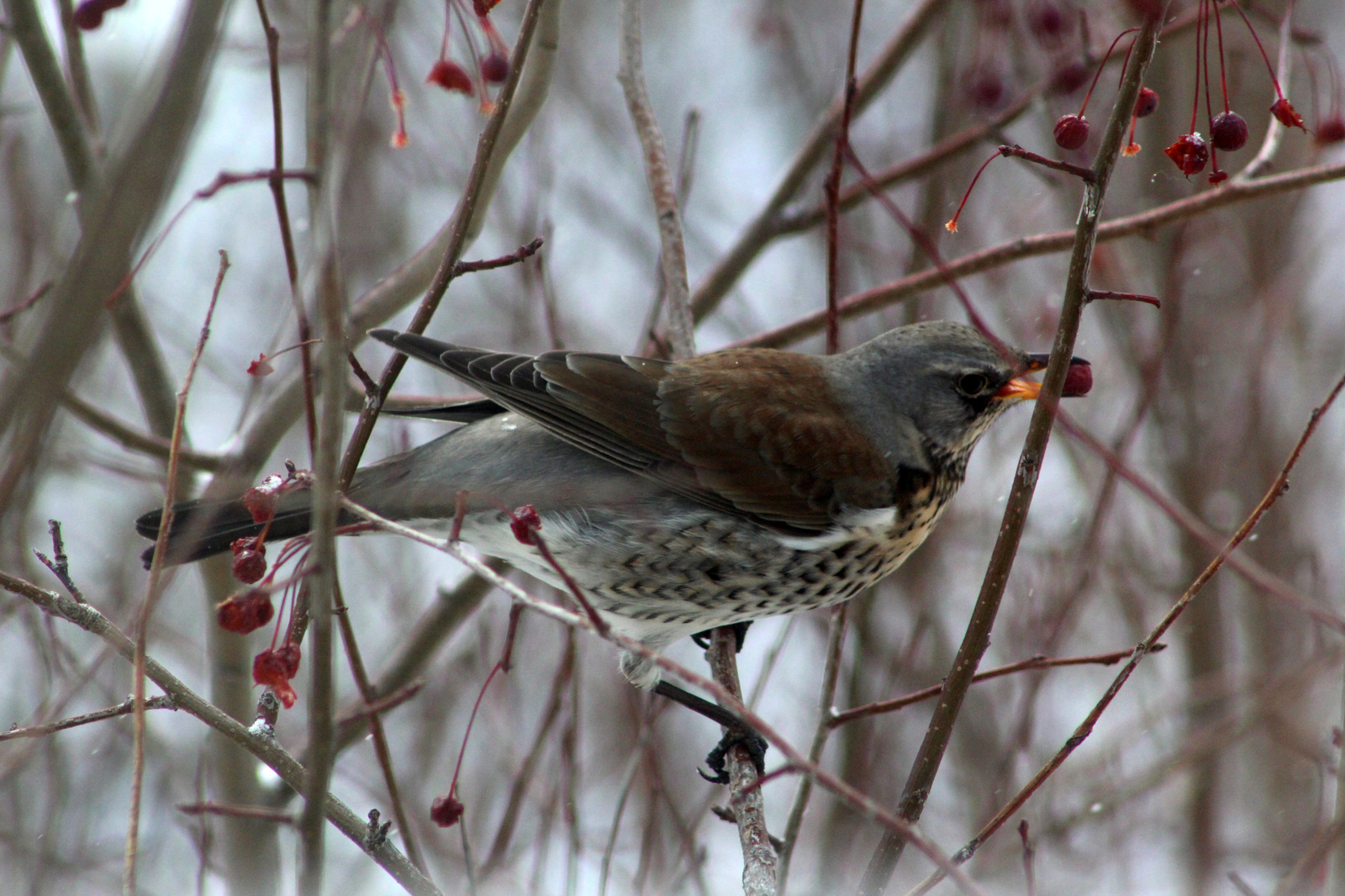 winter guests - My, Birds, Beginning photographer, Longpost