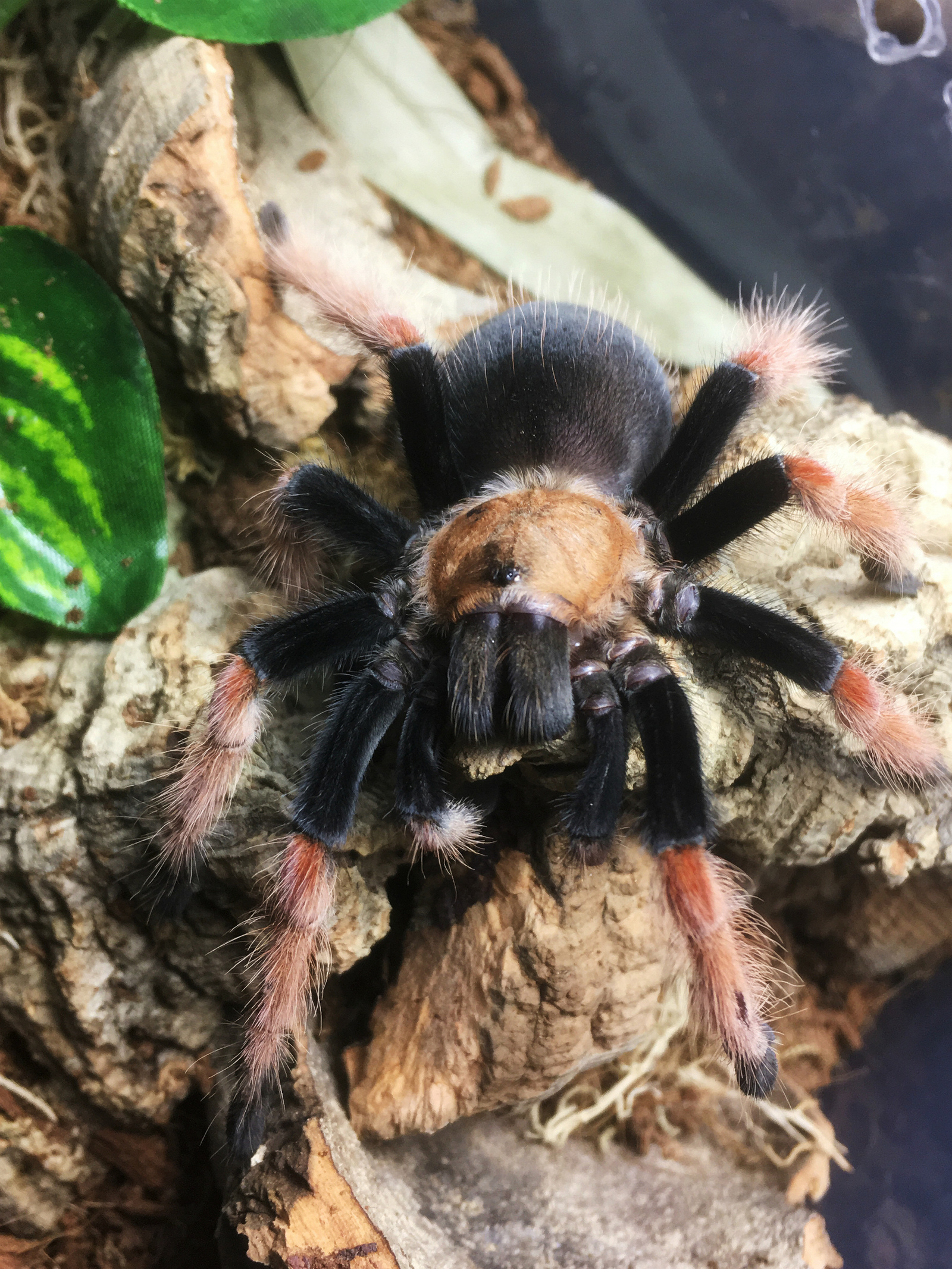 spider world - My, Spider, Bird spiders, Terrariumistics, Longpost, First long post, Video, GIF