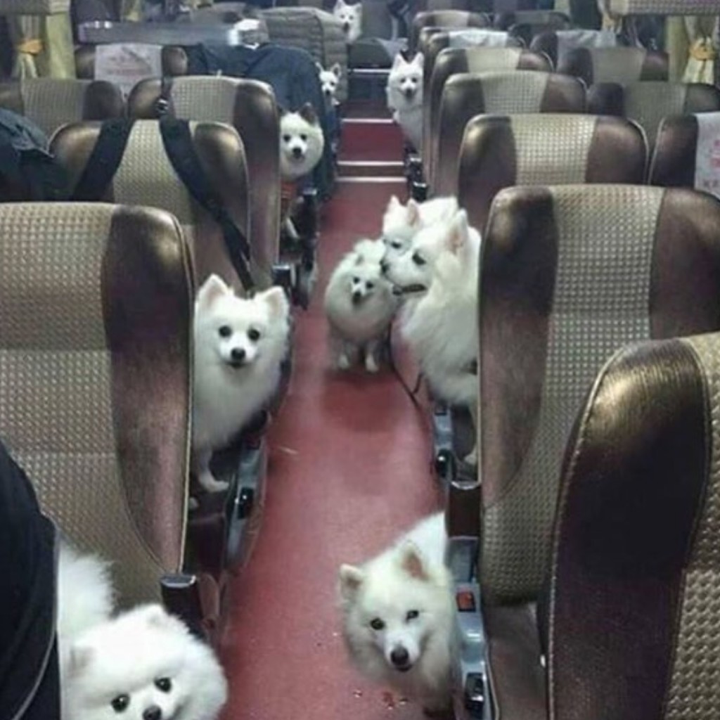 Extremely good boys (and girls) - Dog, Пассажиры, Bus