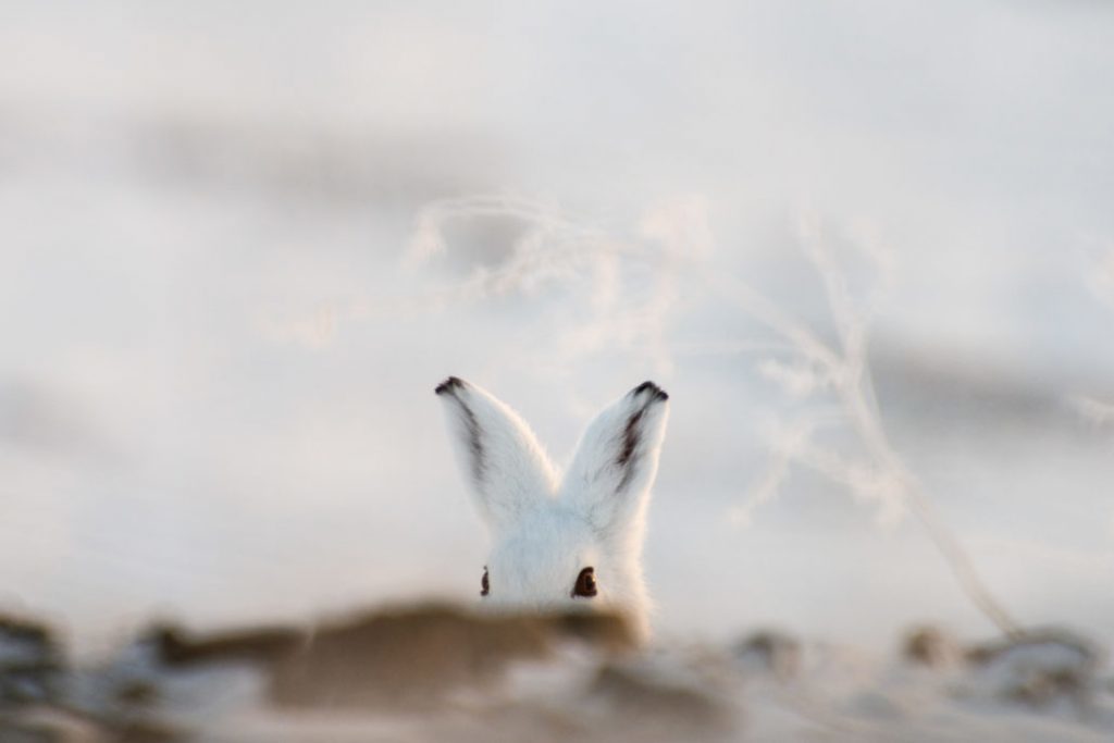 Mining engineer from Magadan takes cute photos of foxes, hares and bears - Animals, Milota, , The photo, Mining Engineer, Longpost