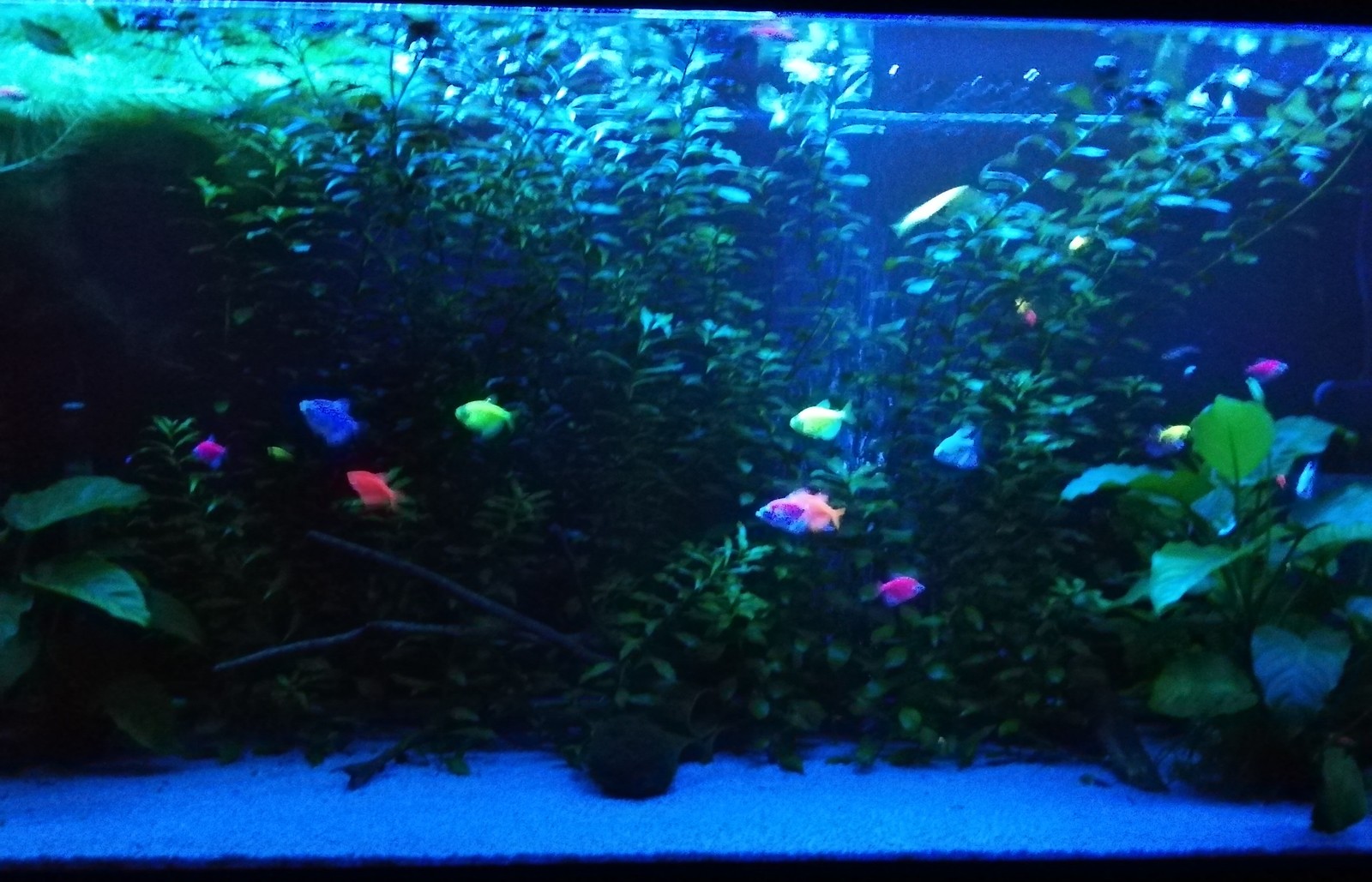 The same 400, but in blue light. - My, Aquarium, Aquarium, Aquarium fish, Ternetsia, Danio, Longpost