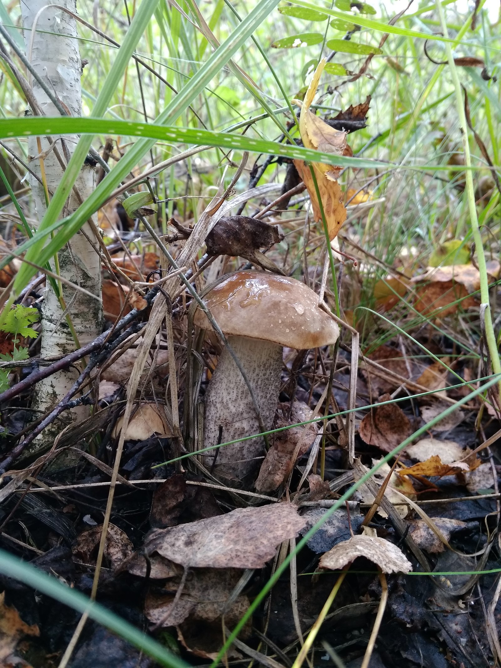 My mushrooms - My, Mushrooms, Autumn, beauty, Longpost