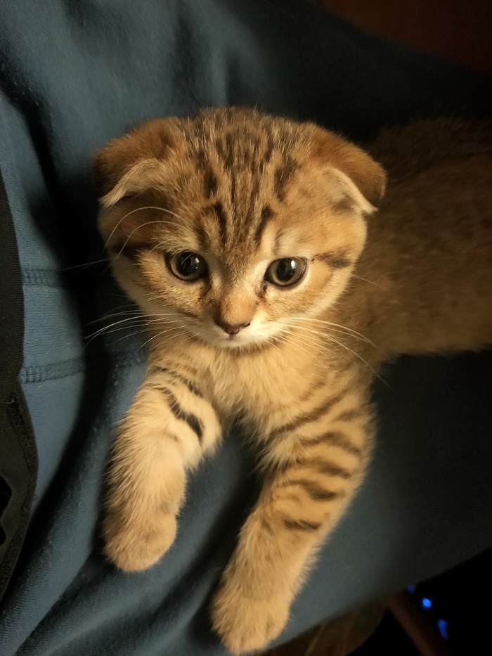 Котовское.