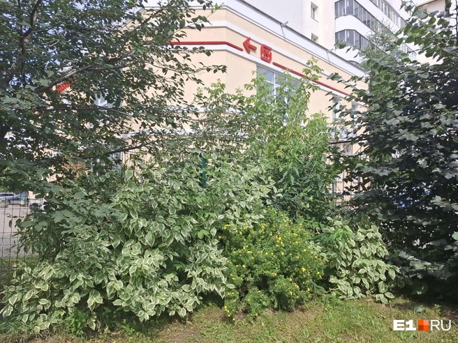 По контуру площадки растут кустарники (здесь же была та самая крапива) Источник: Елена Аносова / <!--noindex--><a href="https://pikabu.ru/story/prodayut_kvartiryi_lish_byi_ne_imet_s_nim_dela_v_ekaterinburge_byivshiy_moshennik_derzhit_v_strakhe_tselyiy_dom_14250482?u=http%3A%2F%2FE1.RU&t=E1.RU&h=d14cb2f4849bc246a517d6332b909846dc263a36" title="http://E1.RU" target="_blank" rel="nofollow noopener">E1.RU</a><!--/noindex-->