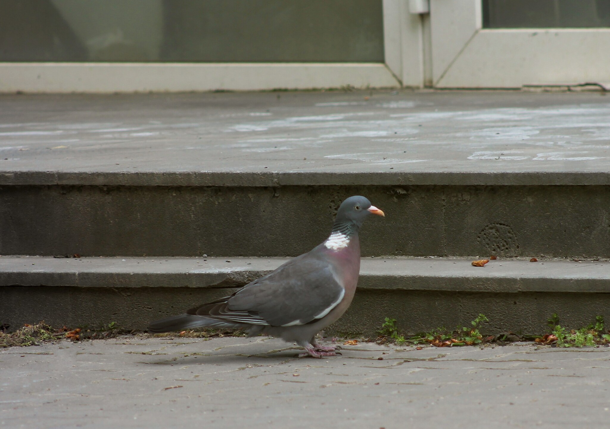 Post #14250867 - Series Birds, My, The photo, Nature, Birds, Bird watching, Pigeon, Ringdove