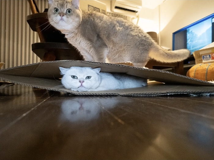 ���� ���