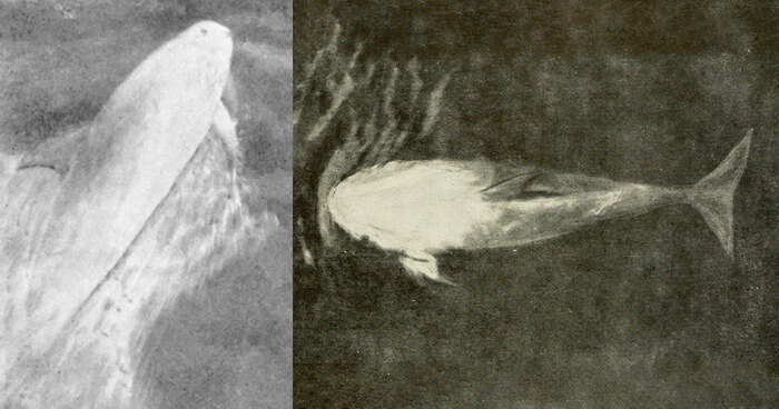 Фото: A. Pitt & Capt. C. F. Post, of the N.Z. Govt. SS Tutanekai