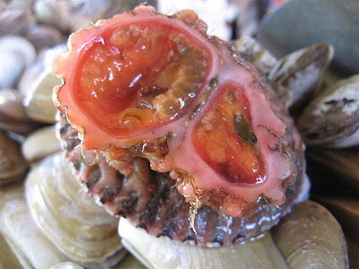 Pyura chilensis в разрезе. Источник: Wikipedia.