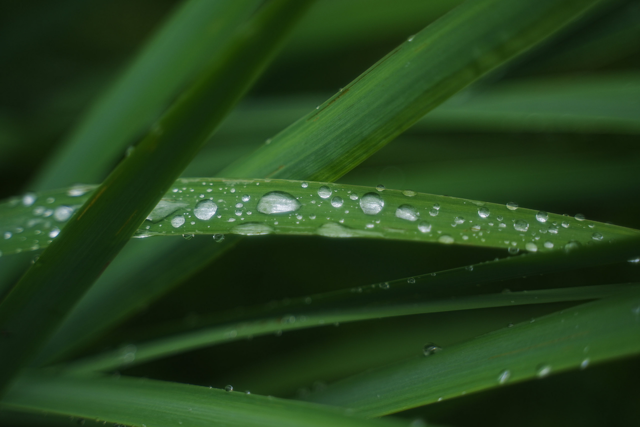 Japanese gardens near Nakhodka, morning after rain - My, Primorsky Krai, Photographer, City Nakhodka, Japanese Garden, Kappa, Spider, Longpost