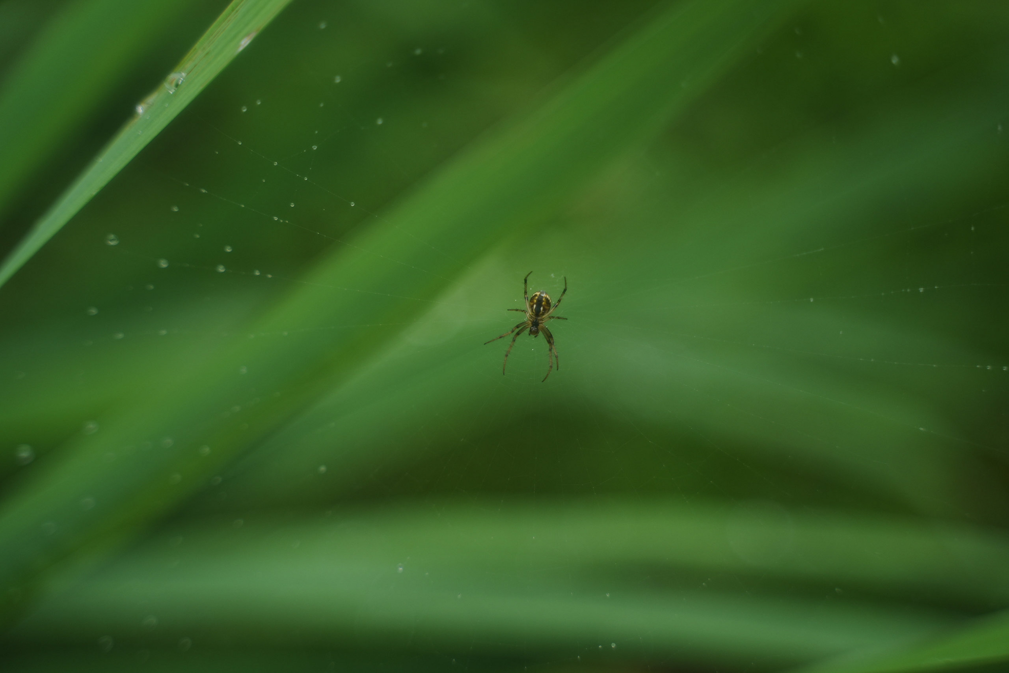 Japanese gardens near Nakhodka, morning after rain - My, Primorsky Krai, Photographer, City Nakhodka, Japanese Garden, Kappa, Spider, Longpost
