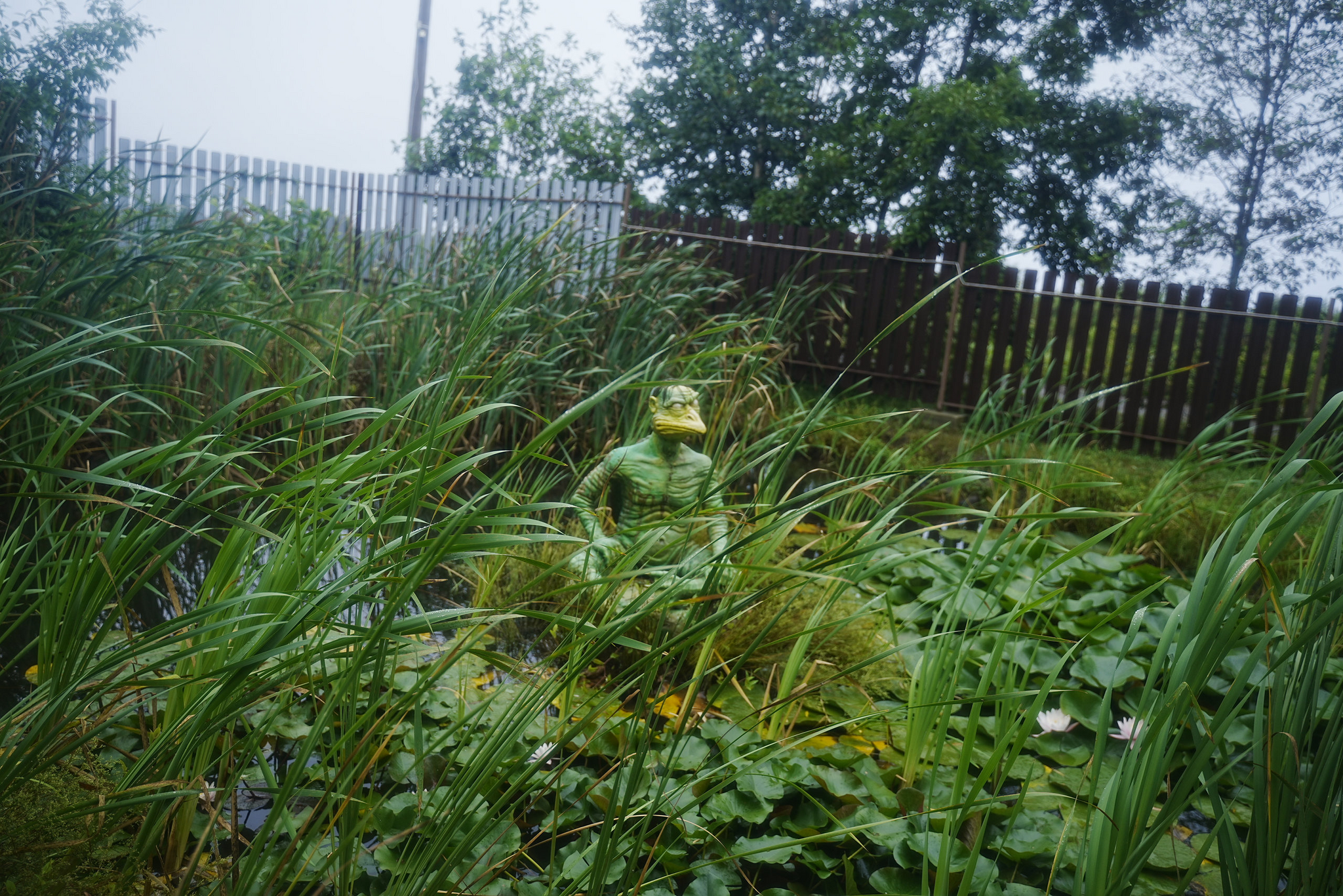 Japanese gardens near Nakhodka, morning after rain - My, Primorsky Krai, Photographer, City Nakhodka, Japanese Garden, Kappa, Spider, Longpost